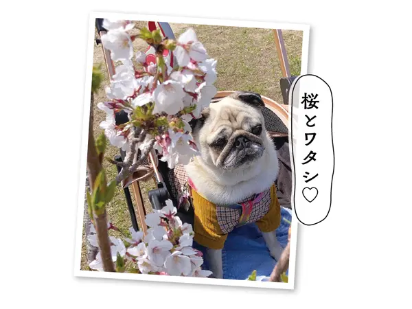 「愛しのペット フォトギャラリー」自慢のペット投稿写真も募集中！
https://mrs.living.jp/ehime/eh_staff/article/3983906

詳しくはWebサイト「リビングえひめWeb」をチェック..💡
@living_matsuyama
プロフィールにあるURLからリンクできます☻
#リビングえひめWeb
#松山
#愛媛
#ペット