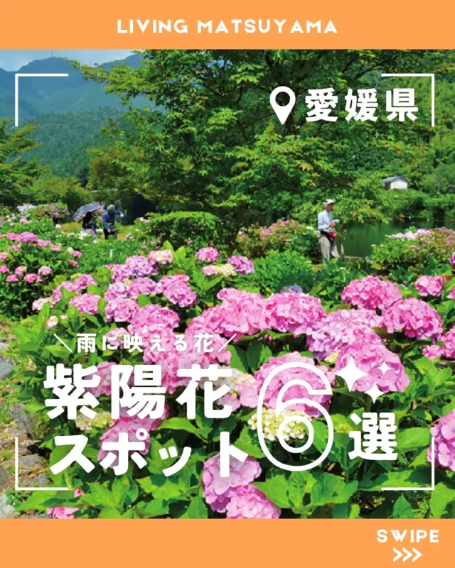 リビング6/6号は見てるだけで癒やされる
カラフルな紫陽花の特集でした✨
愛媛県内各地では、見頃を迎えています！

梅雨が始まったと思ったら、この暑さで
ヘトヘトになりそうですが綺麗な紫陽花を見て
癒やしの時間を過ごしてみては🌟

いきなりの暑さなので、くれぐれも
体調にはお気を付けて！！

＝＝＝＝＝
 #リビングまつやま #紫陽花 #紫陽花巡り #松山お出かけ #松山お出かけスポット #愛媛お出かけ