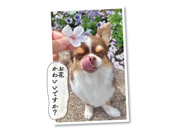 「愛しのペット フォトギャラリー」自慢のペット投稿写真も募集中！
https://mrs.living.jp/ehime/eh_staff/article/3983906

詳しくはWebサイト「リビングえひめWeb」をチェック..💡
@living_matsuyama
プロフィールにあるURLからリンクできます☻
#リビングえひめWeb
#松山
#愛媛
#ペット