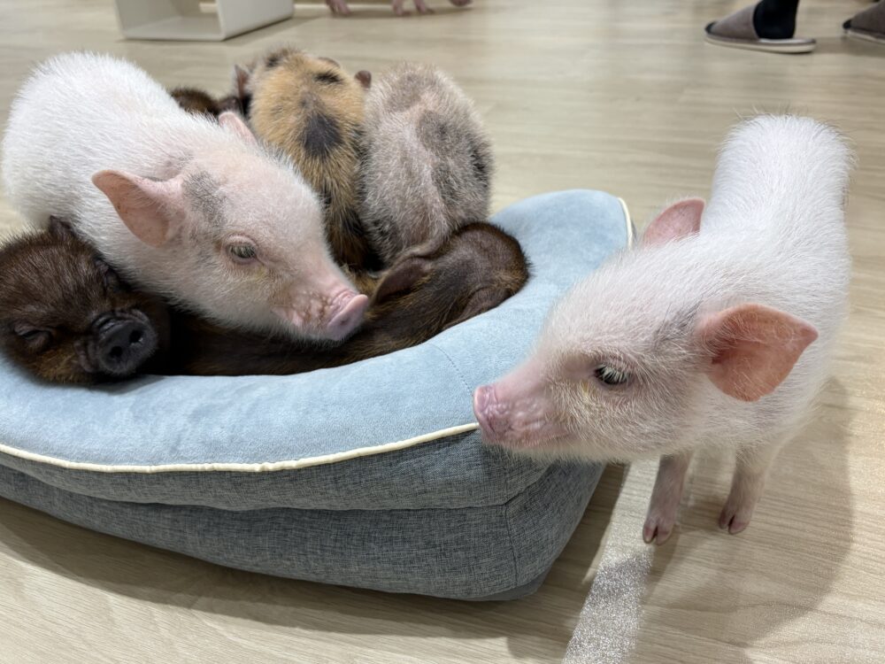 P⋅SPO Pig Café（ピースポ ピッグ カフェ）